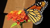 Marlene A. Condon: The monarch butterfly's reign may be at an end. And we're to blame.