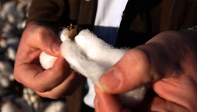 Bidding War for Australian Cotton Producer Heats Up as Louis Dreyfus Rebuffs Olam Offer