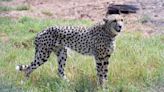 India loses another cheetah marking ninth wildcat death in just 11 months of ambitious translocation project