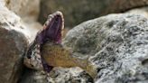 Snake choking on invasive fish the size of its head saved by scientist