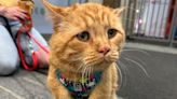 Meet the street kitty turned international celebrity