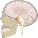 Pituitary gland