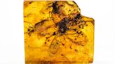 Flower Frozen in Amber for 33 Million Years Gets a New Name