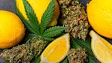 Limonene Terpene Reduces THC-Induced Anxiety, Study Finds