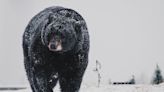 Community in Minnesota Turns to 'Pop Tarts' to Try and Free Bear Stuck in the Snow