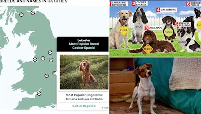 Interactive map reveals the popular dog names in YOUR area