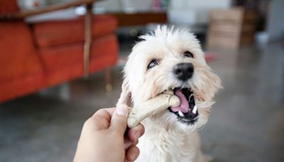 Even Your Pickiest Pup Will Go "Mutts" for These Homemade Dog Treats