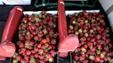 How to store your strawberry bounty; buy steaks for Father's Day