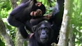 Playing with the kids is important work for chimpanzee mothers