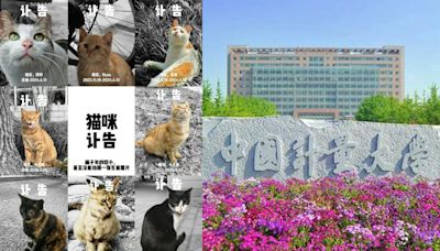 杭州大學準畢業生涉投毒 10多隻校園小貓遇害 大學回應：已作出處分 | 生活熱話