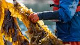 The seaweed superfood revolution could end world hunger—and save the planet