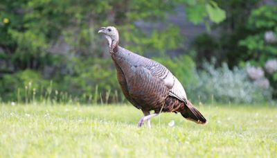 Rescue Turkey Receiving Physical Therapy Shows Dark Side of Raising Animals for Food