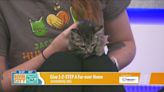 Pawsing 4 Pets: Kitty cat chat with Jax Humane & how you can name a kitten