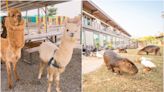 【2022全台看動物景點】木柵動物園、野柳海洋世界、六福村野生動物園、鳳凰谷鳥園、金獅湖蝴蝶園...可愛超萌動物好療癒！