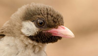 These birds help humans hunt for honey—but it’s not as sweet as you might think