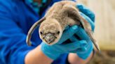 Chester Zoo welcomes 11 baby penguins – the most in more than a decade
