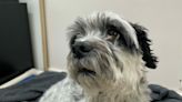 "Sweetie" the Shih Tzu surrendered to BC SPCA, ready for adoption next week