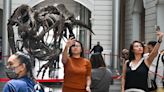 T. rex display heats up debate over auctions of dinosaur skeletons
