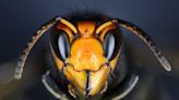 Asian hornets make UK their latest target – here’s why they’re such a threat to European bees