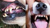 Aprende a desinflamar la encia de tu perro, según expertos