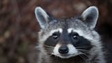 Rabid raccoon reported in Monroe County