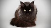 Stunning Maine Coon Cat Enjoying Being Pampered Is Such a Vibe