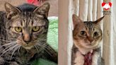 九十歲老主人入護老院 家中兩貓急尋領養 - 香港動物報 Hong Kong Animal Post