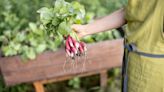 How to grow radishes in pots – key tips for success from an experienced vegetable grower