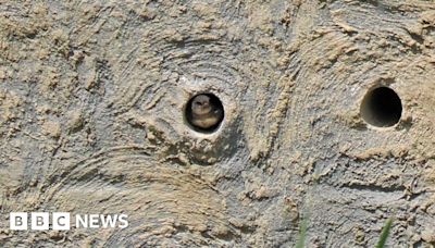 First sand martin chicks spotted at Washington Wetland Centre