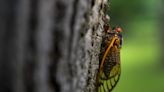 When do cicadas emerge? And, more importantly, are there cicadas in Delaware?