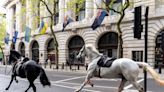 Caballos de la Caballería Real se desbocan, derriban a sus jinetes y dejan heridos en pleno centro de Londres