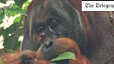 Orangutan treats wound with medicinal plant in first for animals
