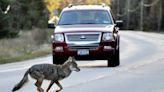 San Francisco Botanical Garden closed after a 5-year-old is bitten by a coyote