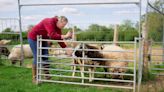 Axe Body Spray Finds an Unlikely New Customer: Grouchy Sheep