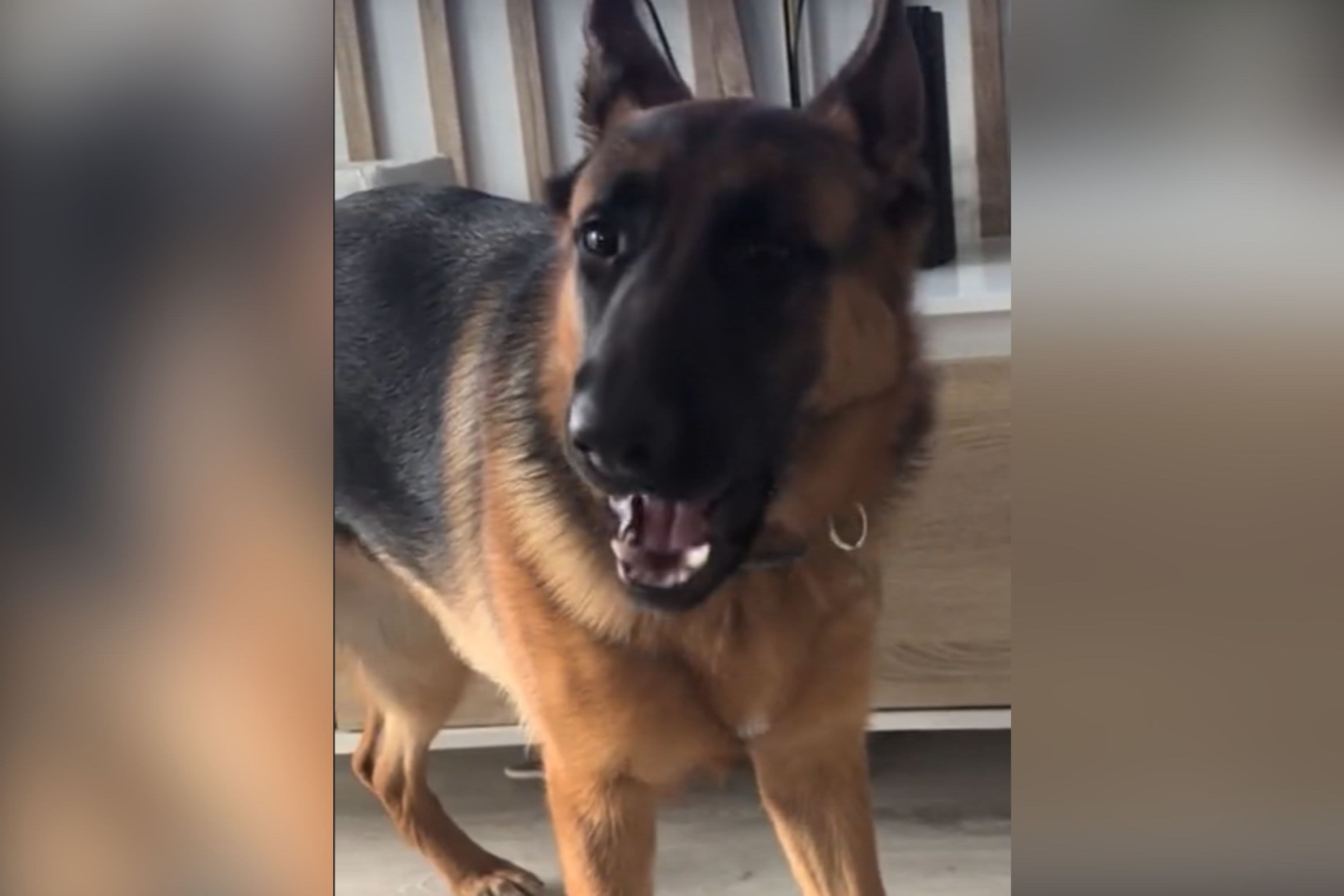 Watch how German shepherd barks at owners v. strangers—"personality change"