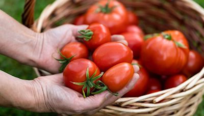 When is the best time to pick tomatoes off the vine? Here’s what an expert says