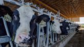 Michigan reports another person working with cows got bird flu, the third US case this year