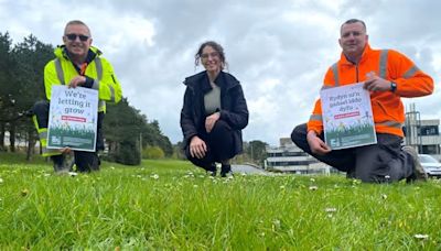 Aberystwyth University to take part in 'No Mow May'