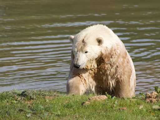 Could Suffolk become a refuge for polar bears?