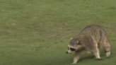 This Rogue Raccoon Delighted Fans at a Major League Soccer Game