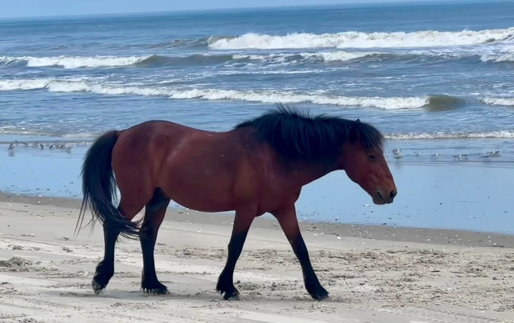 Outer Banks wild stallion hit and killed on the beach; Chesapeake couple charged