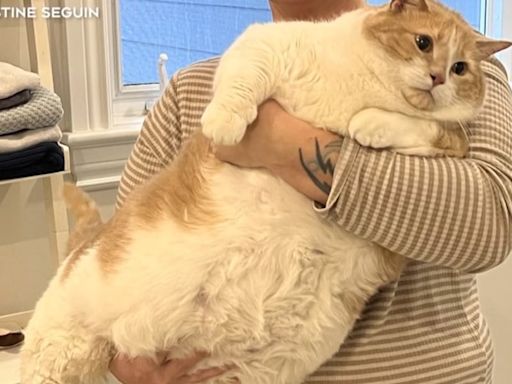 Cat who was 4 times average size steals hearts with weight loss journey