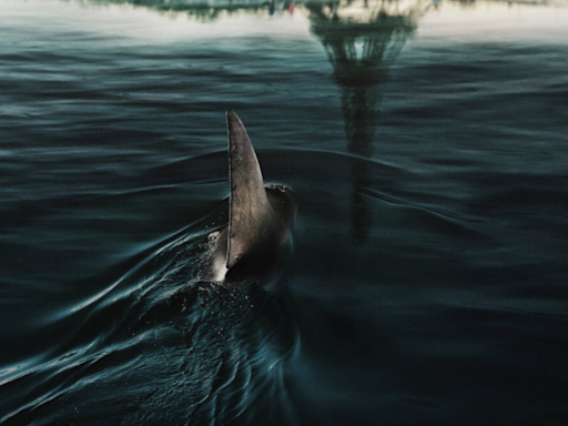 Sous la Seine : le film de Netflix a-t-il filmé de vrais requins ? On a posé la question à Bérénice Béjo