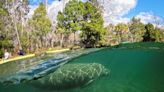 Florida manatees dying off at an alarming rate, experts say