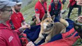 秋田犬登頂後「累到動不了」 13名救難隊員輪流扛下山