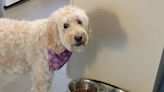 Picky Goldendoodle Will Only Eat Dog Food After Owners Pretend to Add Ranch Dressing — Watch!