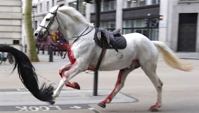 Vídeo: Varios caballos militares se desbocan en Londres hiriendo a cuatro personas