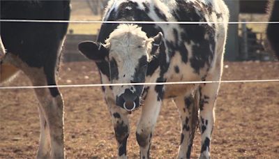 美國發現第二起 乳牛感染禽流感再傳人病例