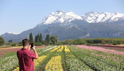 Tiene más de 2 millones de tulipanes y es considerado uno de los paisajes más lindos de Argentina, dónde queda y cuánto sale visitar esta belleza natural