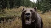 Have You Seen This? Grizzly takes out frustration on camera